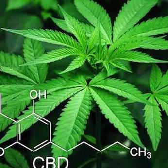 Chemistry Metabolism and Toxicology of Cannabis: Clinical Implications Chemistry Metabolism and Toxicology of Cannabis: Clinical Implications