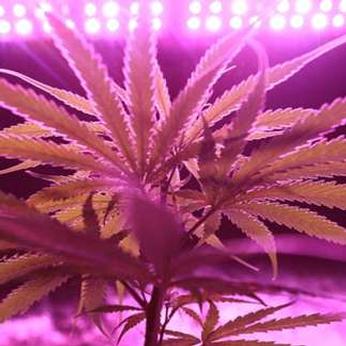 Tips for Improving Air Circulation in your Cannabis Grow Room Tips for Improving Air Circulation in your Cannabis Grow Room