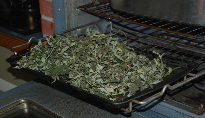 Drying leaf at 200F=1=1
