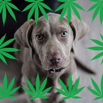 Should You Medicate your Pet with Cannabis?