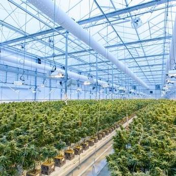 4 Tips for Successful Cannabis Growing Greenhouse